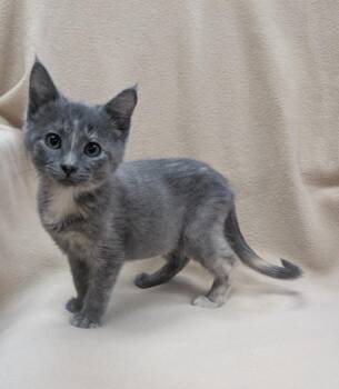 Zena -  Domestic Short Hair Cat for Adoption in Little Rock, Arkansas - Zena | PetCurious