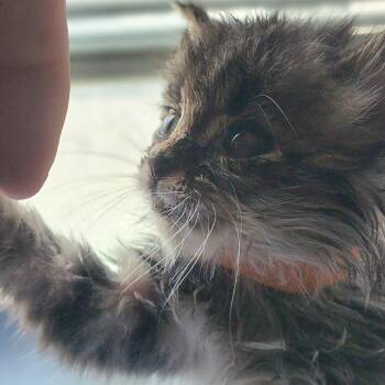 Alex - Orange Collar -  Domestic Short Hair Cat for Adoption in Moses Lake, Washington - Alex - Orange Collar | PetCurious