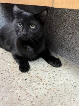 Rescue Domestic Short Hair Cats for Adoption in Morristown, New Jersey - Chip | PetCurious