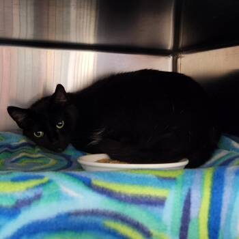 Bellatrix -  American Shorthair Cat for Adoption in Walker, Michigan - Bellatrix | PetCurious