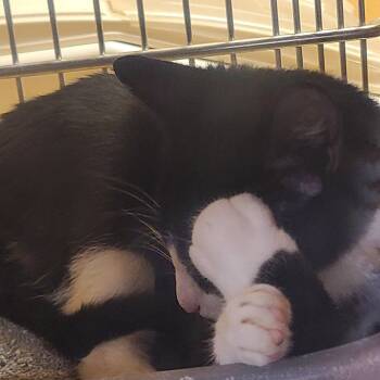 Oreo -  Domestic Short Hair Cat Available for Adoption in Gerrardstown, West Virginia - Oreo | PetCurious