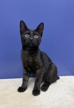 Blair -  American Bobtail Cat for Adoption in High Ridge, Missouri - Blair | PetCurious