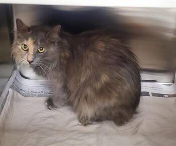 Domestic Medium Hair Cats Available for Adoption in St. Louis, Missouri - BRI | PetCurious