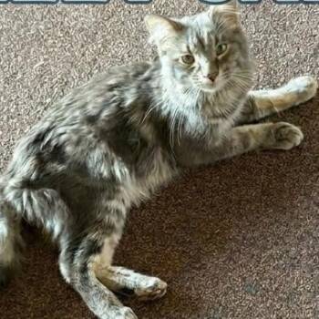 Maine Coon and Domestic Long Hair Cats Available for Adoption in Minnetonka, Minnesota - Callaway C68613 | PetCurious