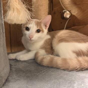 Marigold -  Domestic Short Hair Cat for Adoption in Spokane Valley, Washington - Marigold | PetCurious