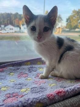 Rescue Domestic Short Hair Cats for Adoption in Dalton, Georgia - Tucci | PetCurious