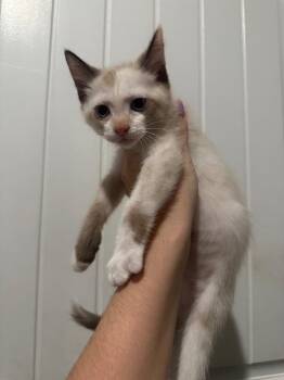 Athena -  Domestic Short Hair Cat for Adoption in Warrenville, South Carolina - Athena | PetCurious