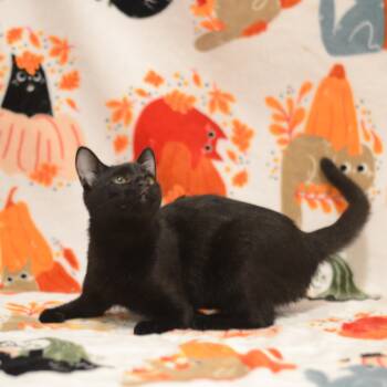 Ducky -  Domestic Short Hair Cat for Adoption in Manchester, Maryland - Ducky | PetCurious
