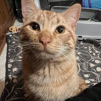 Domestic Short Hair Cats Available for Adoption in Saint Paul, Minnesota - Felix | PetCurious