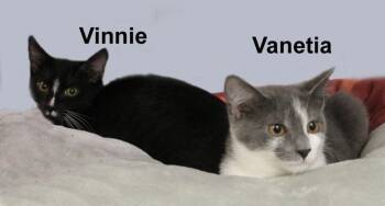 Vinnie & Vanetia Fuhr. (very sweet brother & sister kittens) -  Domestic Short Hair Cat for Adoption in Stowe, Pennsylvania - Vinnie & Vanetia Fuhr. (very Sweet Brother & Sister Kittens) | PetCurious