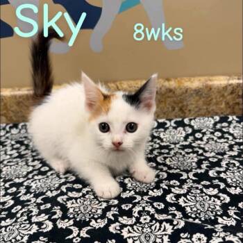 Sky in Manchester, MD -  Domestic Short Hair Cat for Adoption - Sky In Manchester, MD | PetCurious