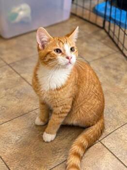 Richard -  Domestic Short Hair Cat for Adoption in Williamsport, Pennsylvania - Richard | PetCurious