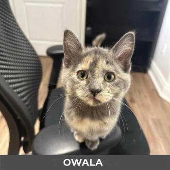 Domestic Short Hair Cats Available for Adoption - Owala | PetCurious