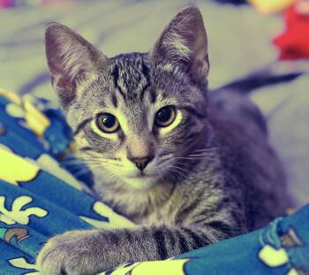 Coco (A141174) -  Tabby Cat for Adoption in Burbank, California - Coco (A141174) | PetCurious