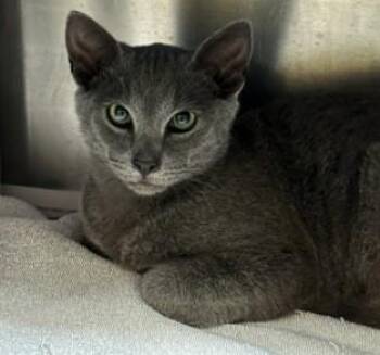 CAPTAIN SMOKE -  Domestic Short Hair Cat for Adoption in Alameda, California - CAPTAIN SMOKE | PetCurious