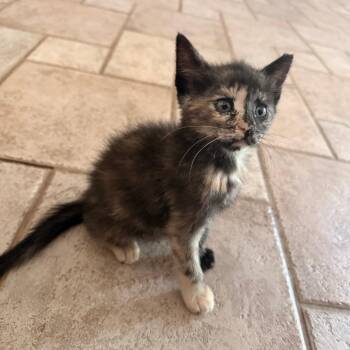 Paint Brush 18 -  Domestic Short Hair Cat for Adoption in Austin, Texas - Paint Brush 18 | PetCurious