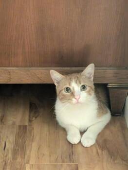 Rescue Domestic Short Hair Cats for Adoption in Oceanside, California - Clementine | PetCurious