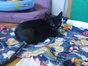 Janie Rizzoli -  Domestic Short Hair Cat for Adoption in Battle Ground, Washington - Janie Rizzoli | PetCurious