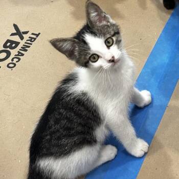 Kasey Musgraves -  Domestic Short Hair Cat Available for Adoption in Elfin Forest, California - Kasey Musgraves | PetCurious
