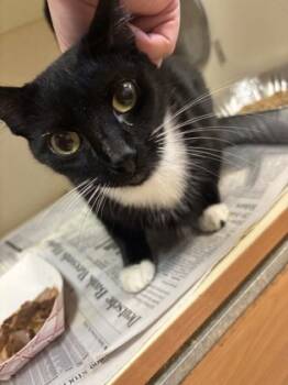 Rescue Domestic Short Hair Cats for Adoption in Atlanta, Georgia - Century | PetCurious