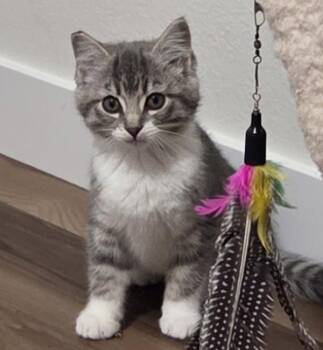 Holly -  Domestic Short Hair Cat for Adoption in Vancouver, Washington - Holly | PetCurious