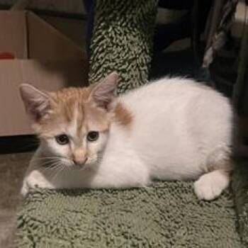 Rescue Domestic Short Hair Cats for Adoption in Liverpool, Texas - Sabo | PetCurious