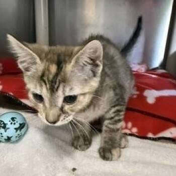 Trinity -  Domestic Short Hair Cat for Adoption in Honesdale, Pennsylvania - Trinity | PetCurious