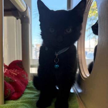 Domestic Short Hair Cats Available for Adoption in East Hanover, New Jersey - Dipsy | PetCurious