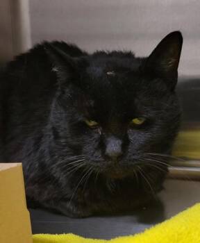 Rescue Domestic Short Hair Cats for Adoption in Pocatello, Idaho - Bones 45527 | PetCurious