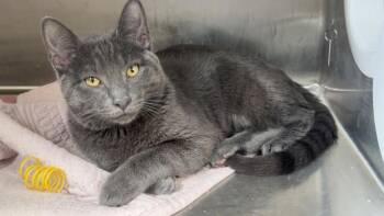 Domestic Short Hair Cats Available for Adoption in Clarksville, Tennessee - Smokie | PetCurious