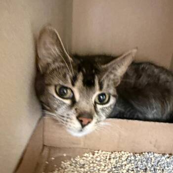 Allie -  Domestic Short Hair Cat for Adoption in Buffalo, New York - Allie | PetCurious