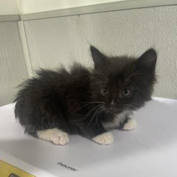Dina -  Domestic Medium Hair Cat for Adoption in Tampa, Florida - Dina | PetCurious