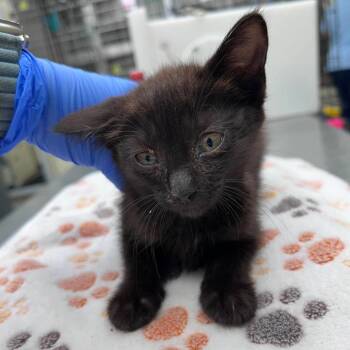 Eve 26-06-004 -  Domestic Short Hair Cat for Adoption in Bastrop, Texas - Eve 26-06-004 | PetCurious