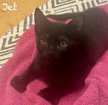 Jetson -  Bombay and American Shorthair Cat for Adoption in Mission Viejo, California - Jetson | PetCurious