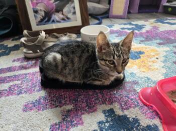 Mario -  Domestic Short Hair Cat for Adoption in Philadelphia, Pennsylvania - Mario | PetCurious