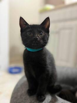 Birgitta -  Domestic Short Hair Cat for Adoption in Cleveland, Ohio - Birgitta | PetCurious