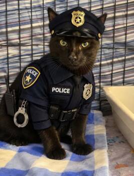 Sarge -  Domestic Short Hair Cat for Adoption in Fremont, Nebraska - Sarge | PetCurious