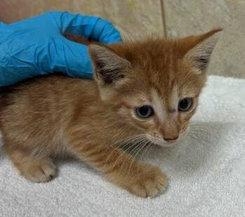 Tony -  Domestic Short Hair Cat for Adoption in Honolulu, Hawaii - Tony | PetCurious