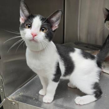Terrycloth -  Domestic Short Hair Cat for Adoption in Spokane, Washington - Terrycloth | PetCurious