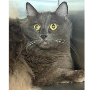 Kanan -  Domestic Long Hair Cat for Adoption in Ridgely, Maryland - Kanan | PetCurious