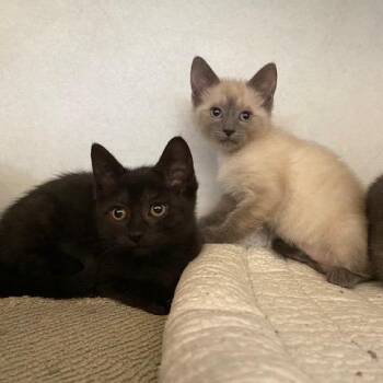 Carly -  Domestic Short Hair Cat for Adoption in Dayton, Ohio - Carly | PetCurious
