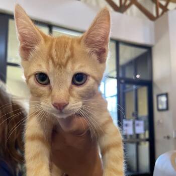 Goldfish -  Domestic Short Hair Cat for Adoption in Goleta, California - Goldfish | PetCurious