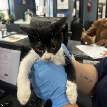 Sapphire -  Domestic Short Hair Cat for Adoption in Newark, New Jersey - Sapphire | PetCurious