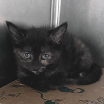 Barcelona -  Domestic Short Hair Cat for Adoption in Durham, North Carolina - Barcelona | PetCurious