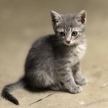 Domestic Short Hair Cats Available for Adoption in Tustin, California - Greyman | PetCurious