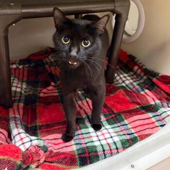 Lovely Bones -  Domestic Short Hair Cat for Adoption in Jacksboro, Tennessee - Lovely Bones | PetCurious