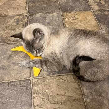 Robin NRAR -  Siamese Cat for Adoption in Merrifield, Virginia - Robin NRAR | PetCurious