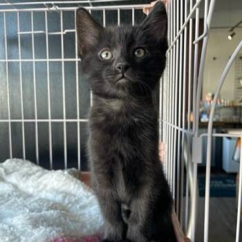 Domestic Short Hair Cats Available for Adoption - Tipsy | PetCurious