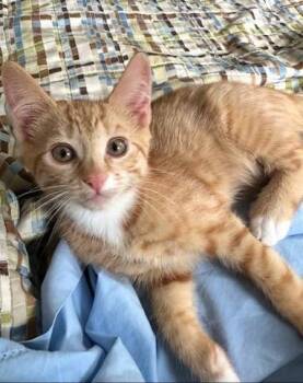 Bumblebee -  Domestic Short Hair Cat for Adoption in Cumberland, Maine - Bumblebee | PetCurious