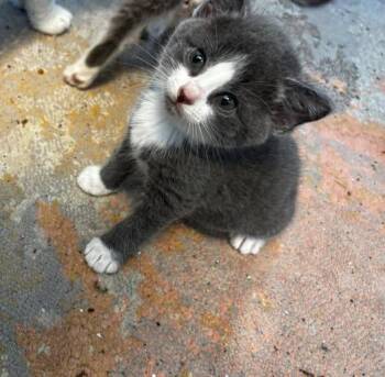 Bobcat -  Domestic Short Hair Cat for Adoption in Ottawa, Ontario - Bobcat | PetCurious